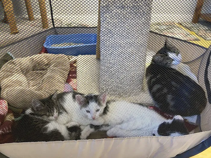 The Cat Hospital Picture 5