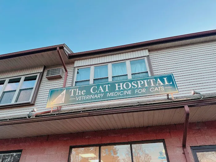 The Cat Hospital Picture 3