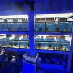 Derby City Aquatics