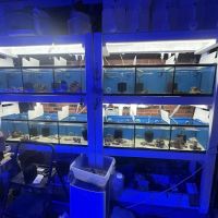 Derby City Aquatics ico