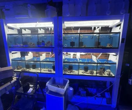 Derby City Aquatics