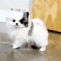 Hope For Pets ico