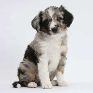 Hope For Pets Picture 2