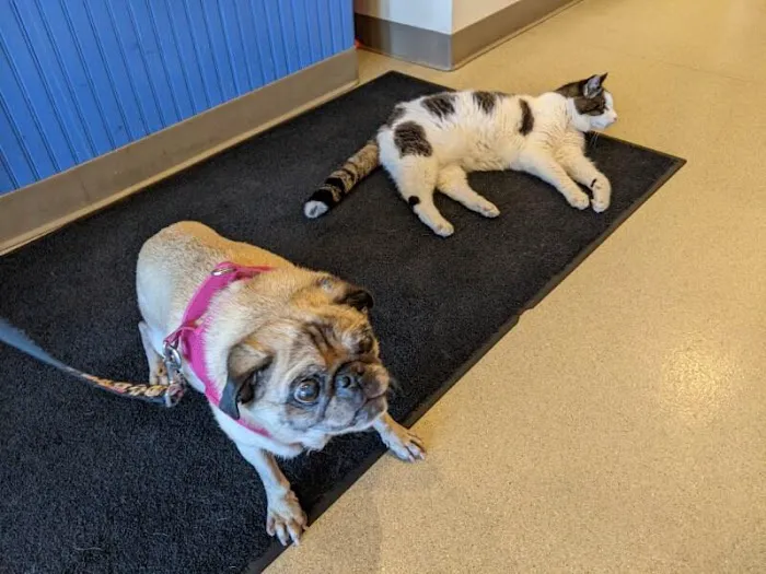 Riverbend Animal Hospital Picture 6