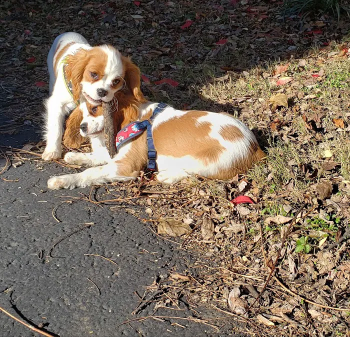 Staunton Veterinary Clinic Picture 3