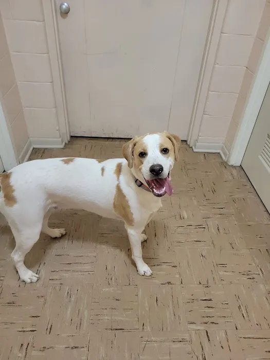 Staunton Veterinary Clinic Picture 10