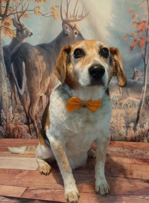 Augusta Valley Animal Hospital Picture 2