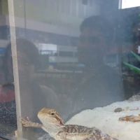 Petco ico
