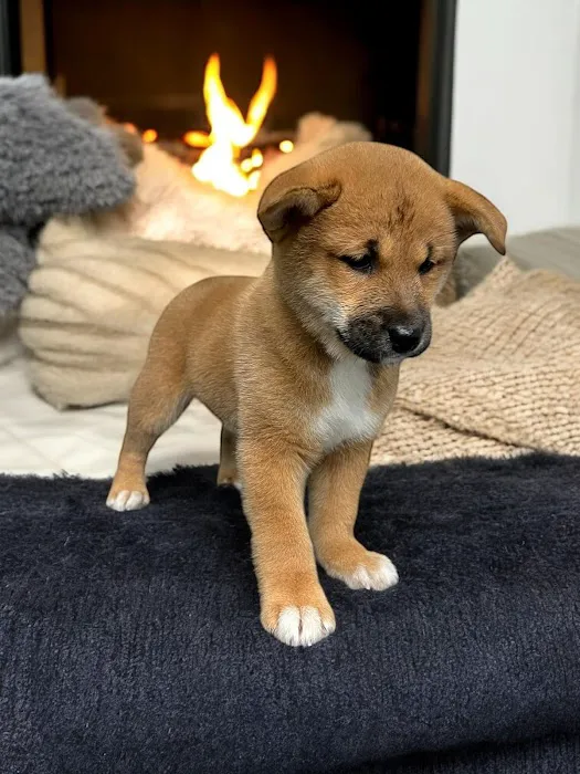 Most Valuable Pets Picture 6