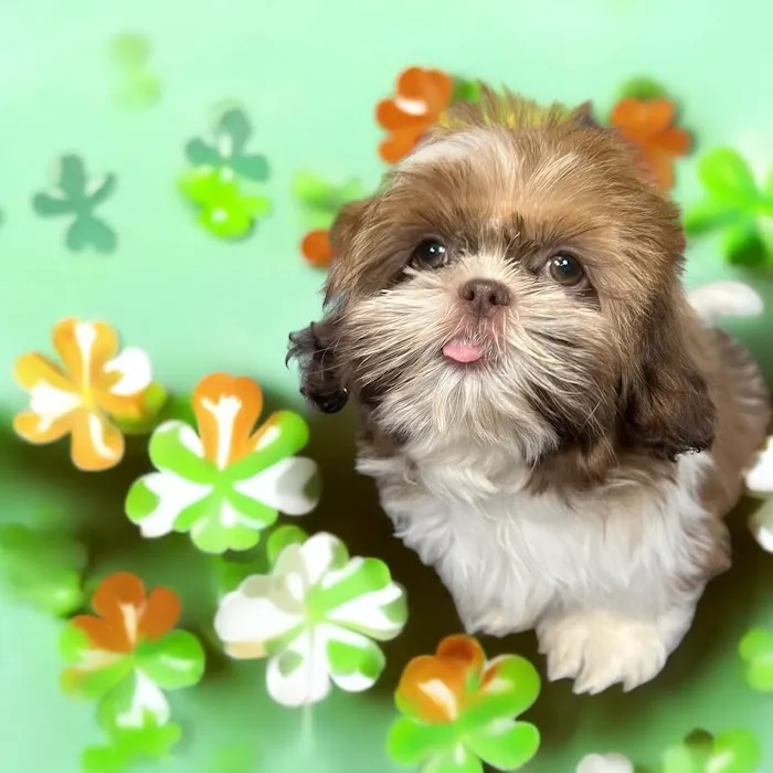Most Valuable Pets Picture 7