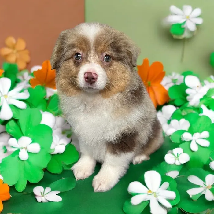 Most Valuable Pets Picture 8