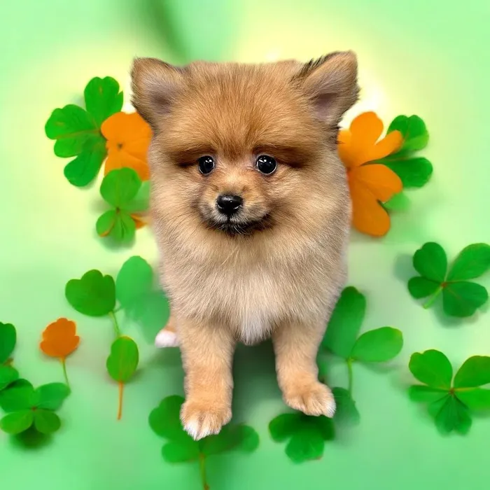 Most Valuable Pets Picture 9