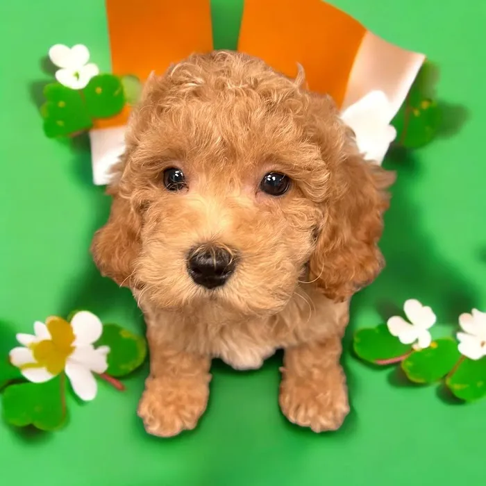 Most Valuable Pets Picture 2