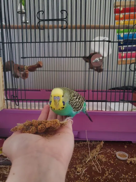 Pet Supermarket Picture 5