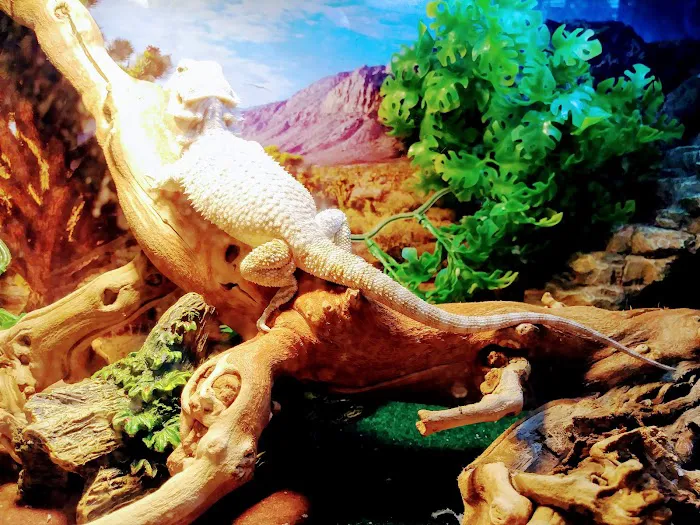 Pet Supermarket Picture 10