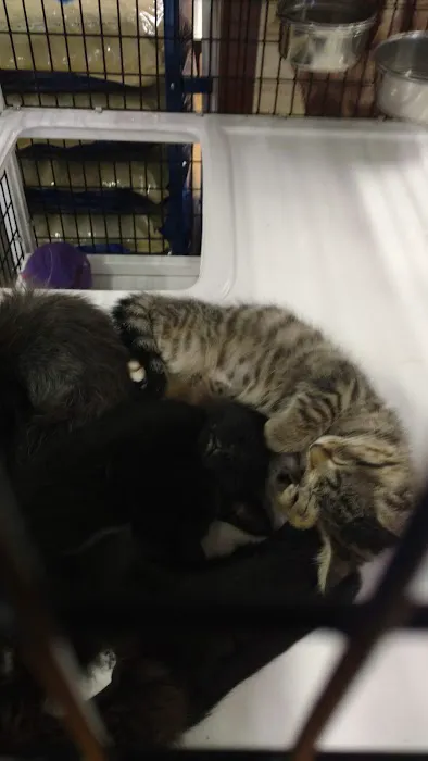Pet Supermarket Picture 3