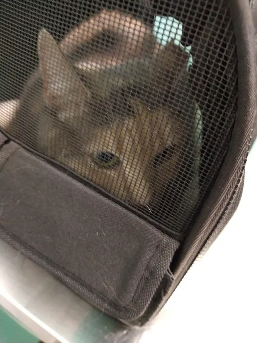 TenderCare Veterinary Center Picture 6