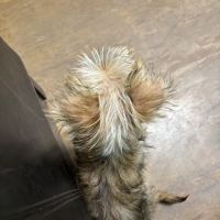 TenderCare Veterinary Center ico