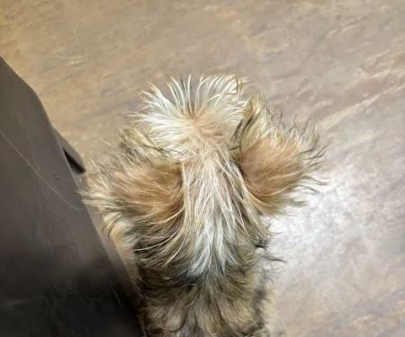 TenderCare Veterinary Center