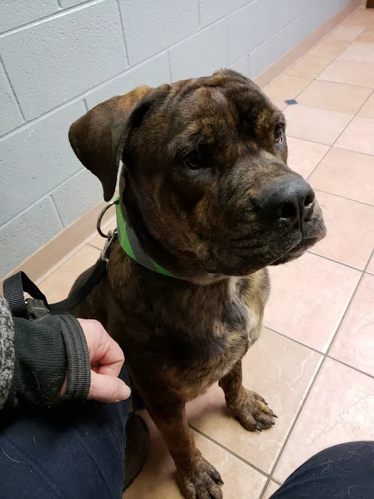 Westwood Animal Hospital Picture 8
