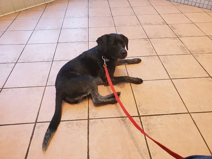 Commonwealth Veterinary Clinic Picture 5