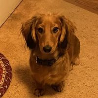 Commonwealth Veterinary Clinic ico