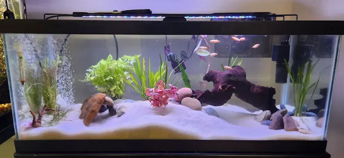 Dustin's Fishtanks Picture 2