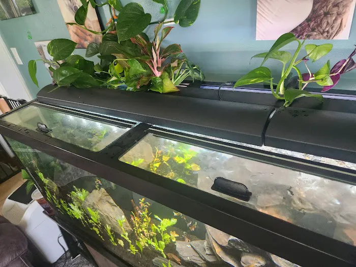 Dustin's Fishtanks Picture 8