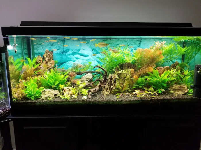 Dustin's Fishtanks Picture 6