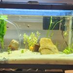 Dustin's Fishtanks