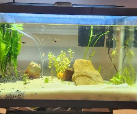 Dustin's Fishtanks