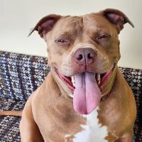 Animal Hospital of Waynesboro ico