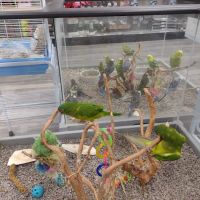 Petland Lexington ico