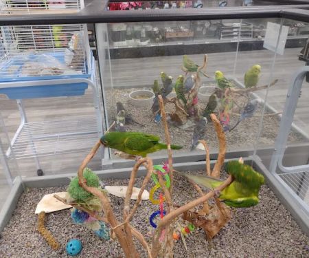 Petland Lexington