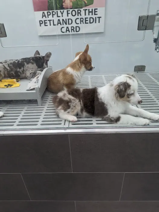 Petland Lexington Picture 9