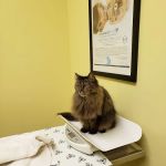 Sarver Animal Hospital