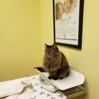 Sarver Animal Hospital ico