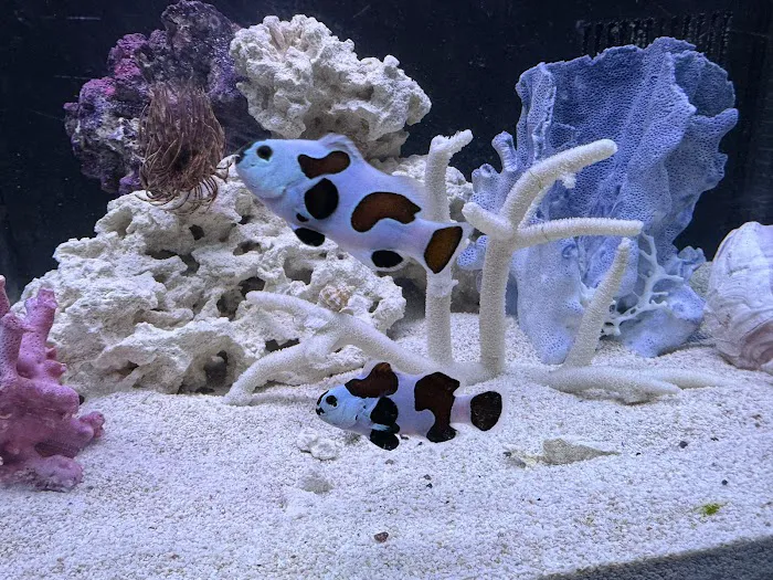 Big Blue Reef Aquatics Picture 6