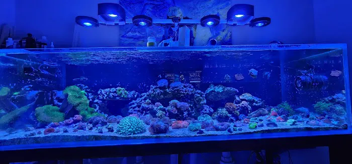 Big Blue Reef Aquatics Picture 4