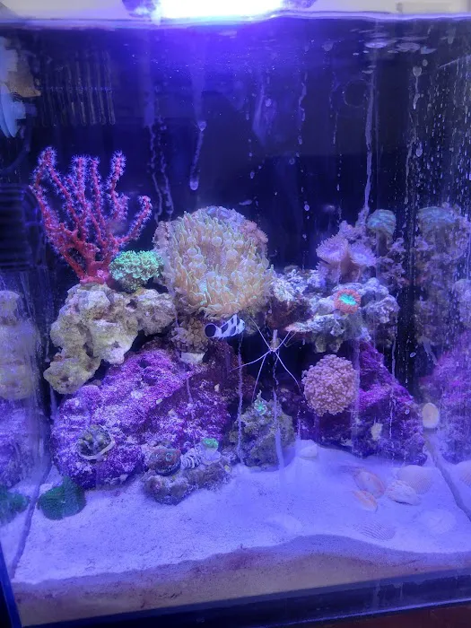 Big Blue Reef Aquatics Picture 7