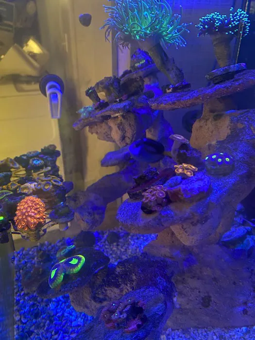 Big Blue Reef Aquatics Picture 1