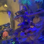 Big Blue Reef Aquatics