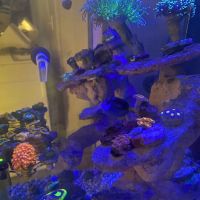 Big Blue Reef Aquatics ico