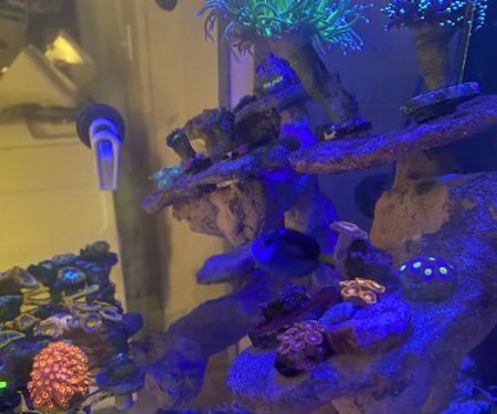 Big Blue Reef Aquatics