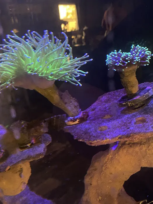 Big Blue Reef Aquatics Picture 3