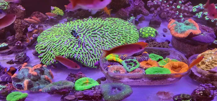 Big Blue Reef Aquatics Picture 8