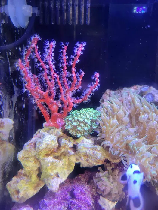 Big Blue Reef Aquatics Picture 9