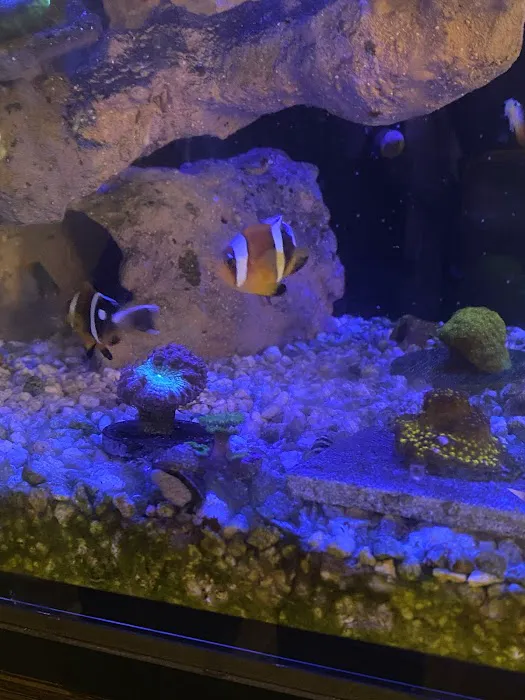 Big Blue Reef Aquatics Picture 5