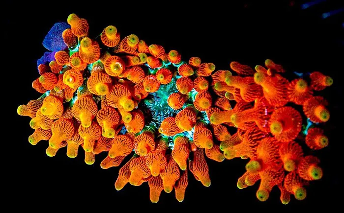 Aquatic Gallery Picture 9
