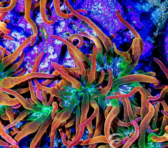 Aquatic Gallery Picture 1